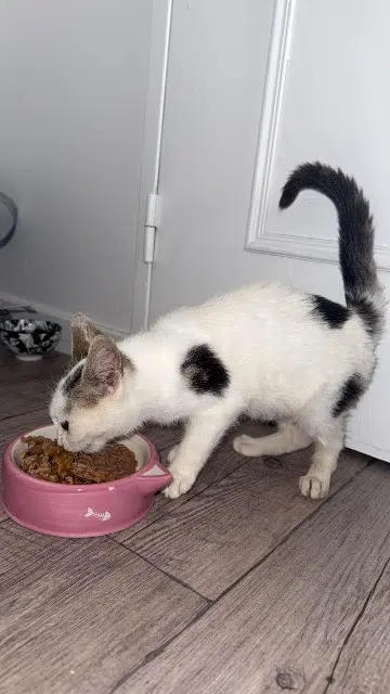 chatte lost   64000 Pau Arya