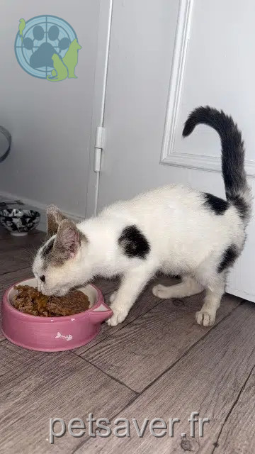 cat lost 64000 Pau Arya cat lost 64000 Pau Arya
