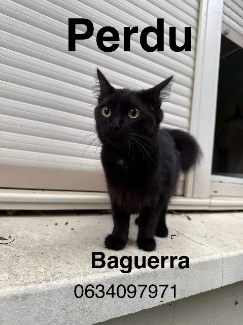 chatte lost   64000 Pau Baguerra