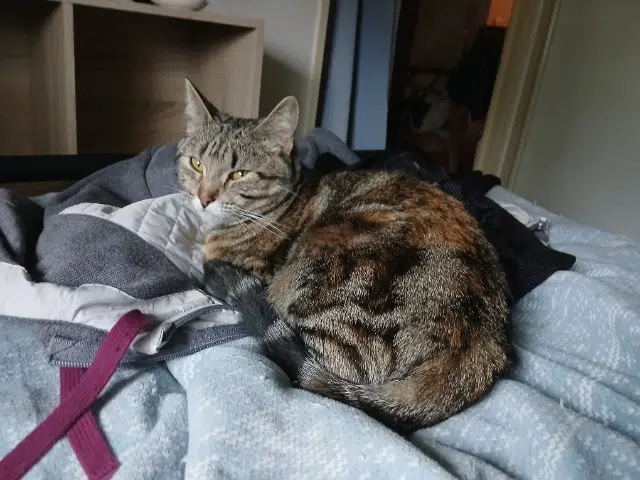 chatte lost   64000 Pau Betty