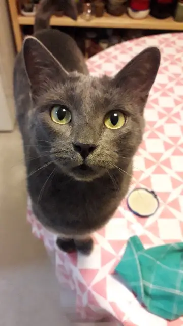 Katze vermisst 64000 Pau Chao Katze lost 64000 Pau Chao