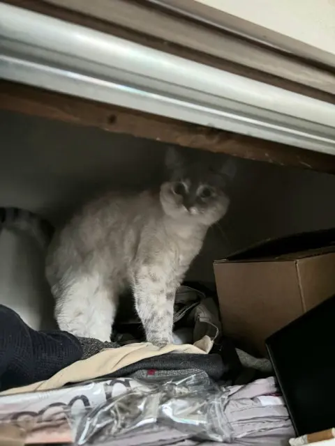 chatte lost   64000 Pau Flocon