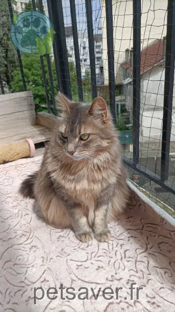 chatte lost   64000 Pau Kara