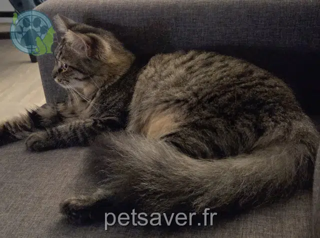 gata lost   64000 Pau Mayssa