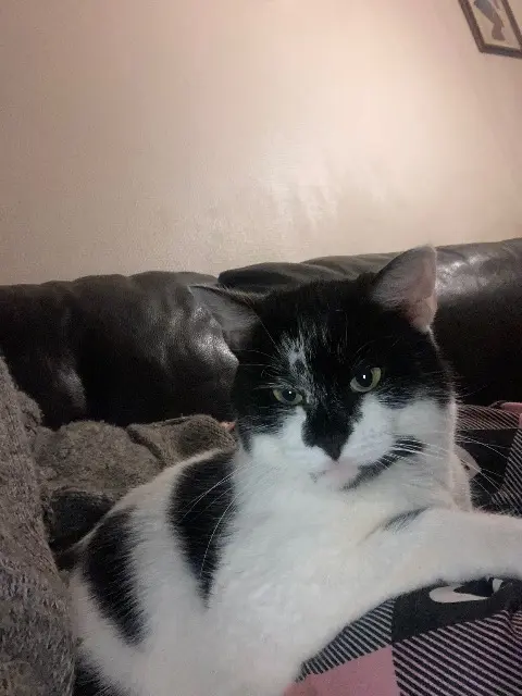 chatte lost   64000 Pau Mimi