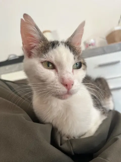 chatte lost   64000 Pau Poupee