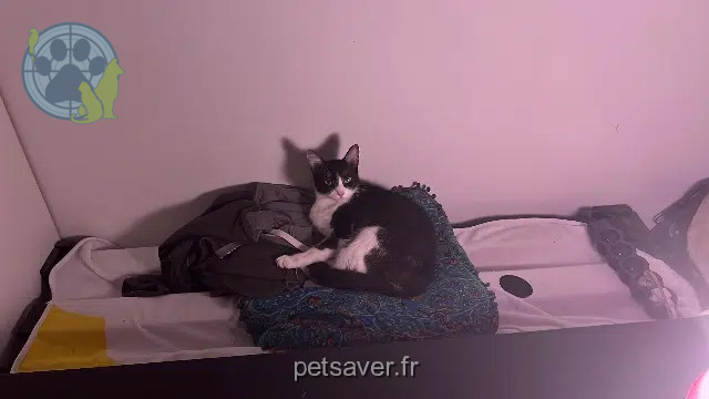 chatte lost   64000 Pau Sushi