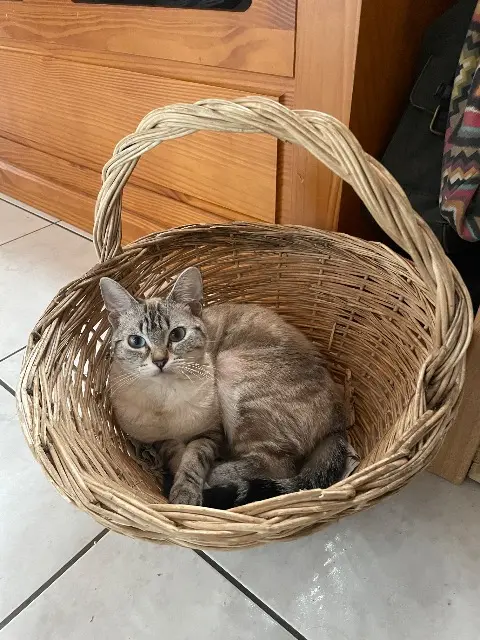 chatte lost   64000 Pau Ully