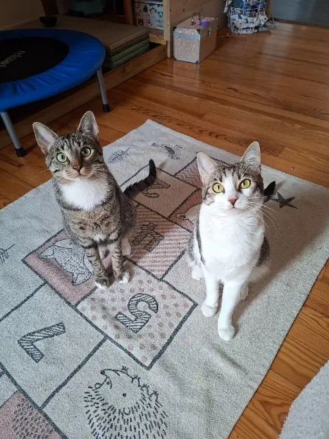 chatte lost   64000 Pau Yeimy