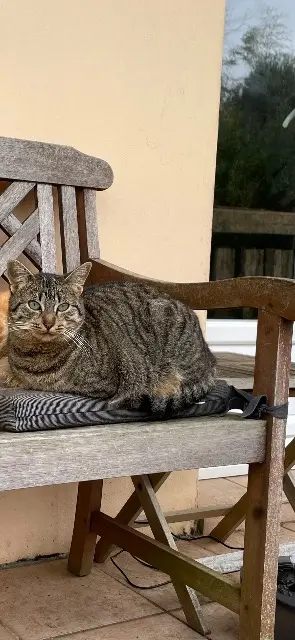 chatte lost   64600 Anglet Petit lémurien