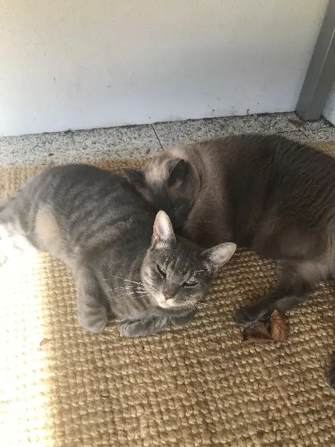 chatte lost   64200 Biarritz Rita