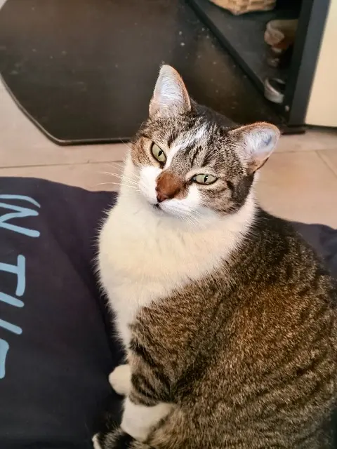 chatte lost   64210 Arbonne Rose