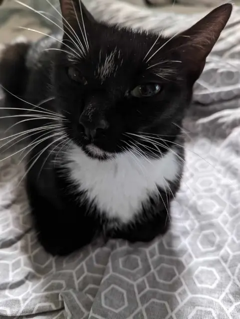 chatte lost   64210 Bidart Samba