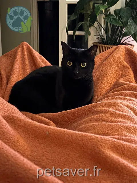 chatte lost   64110 Jurançon Sasha