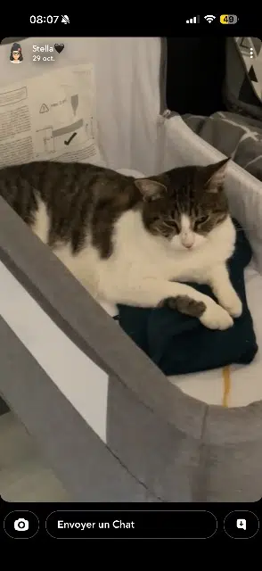 chatte lost   64250 Cambo-les-Bains Saxa