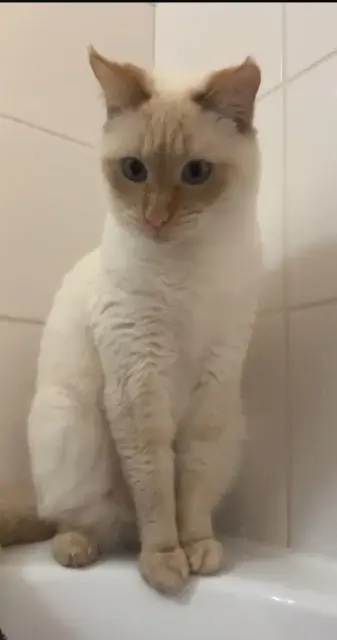 chatte lost   64100 Bayonne Scarlett