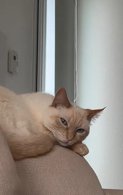 chatte lost   64100 Bayonne Scarlette