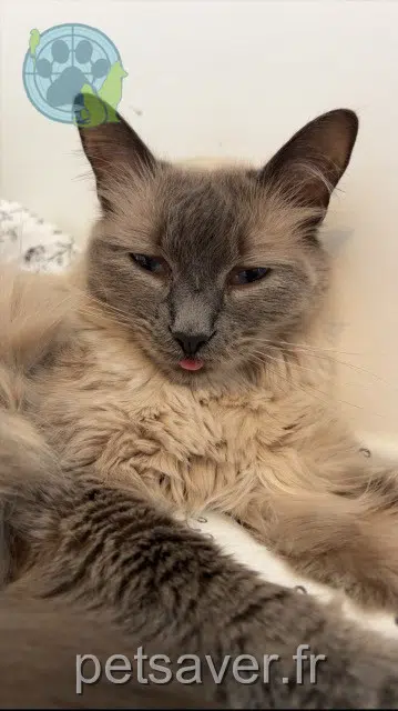 chatte lost   64420 Nousty Sisu