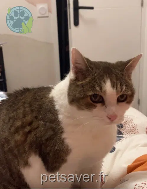 chatte lost   64250 Cambo-les-Bains Smoothie