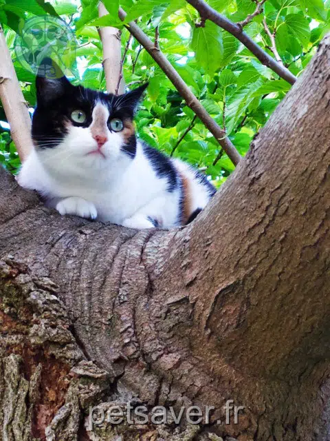 Katze lost   64600 Anglet Sooky