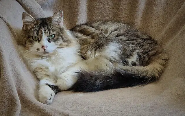 chatte lost   64160 Morlaàs Sushi