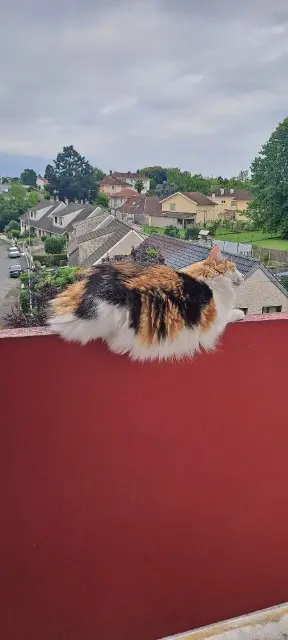 cat lost   64140 Billère Suzy