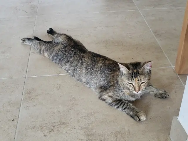 chatte lost   64330 Garlin Théia