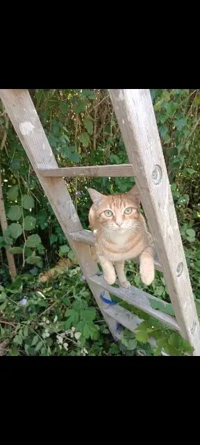 chatte lost   64160 Saint-Jammes Timy