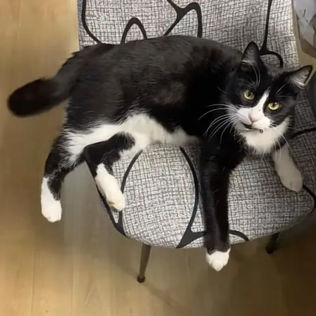 chatte lost   64990 Saint-Pierre-d'Irube Tina