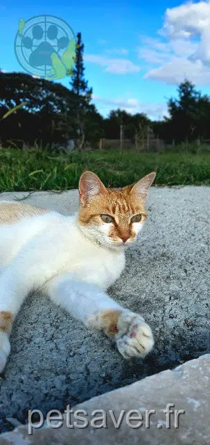 chatte lost   64370 Arthez-de-Béarn Toffee