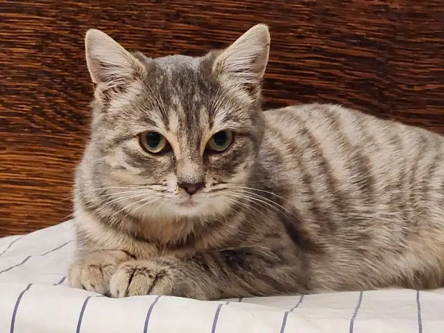 chatte lost   64560 Sainte-Engrâce Txikette