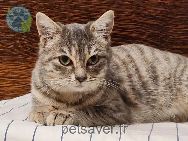 gata perdida 64560 Sainte-Engrâce Txikette gata lost 64560 Sainte-Engrâce Txikette