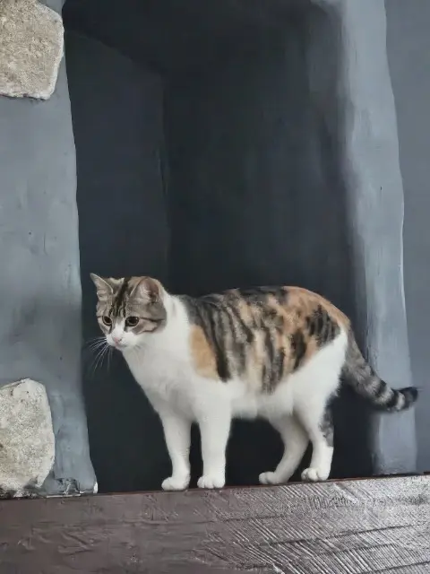 chatte lost   64290 Gan ULIANA