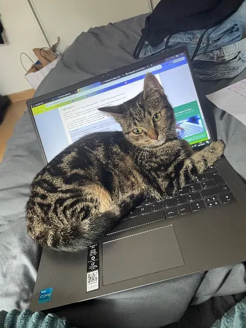 chatte lost   64100 Bayonne Uska