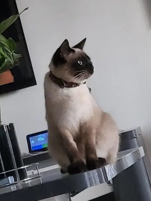 chatte lost   64600 Anglet Wendy