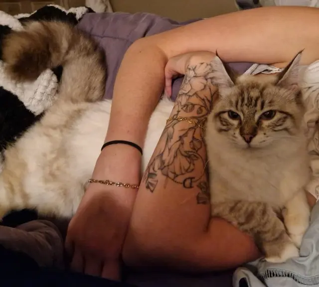 chatte lost   64170 Artix Yona