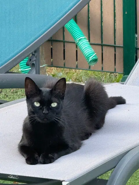 chatte lost   64230 Aussevielle Ysis