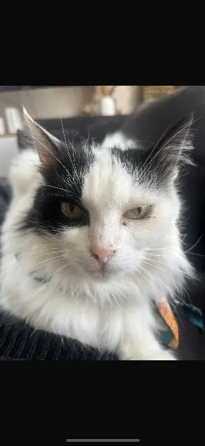 chatte lost   64340 Boucau Zinda