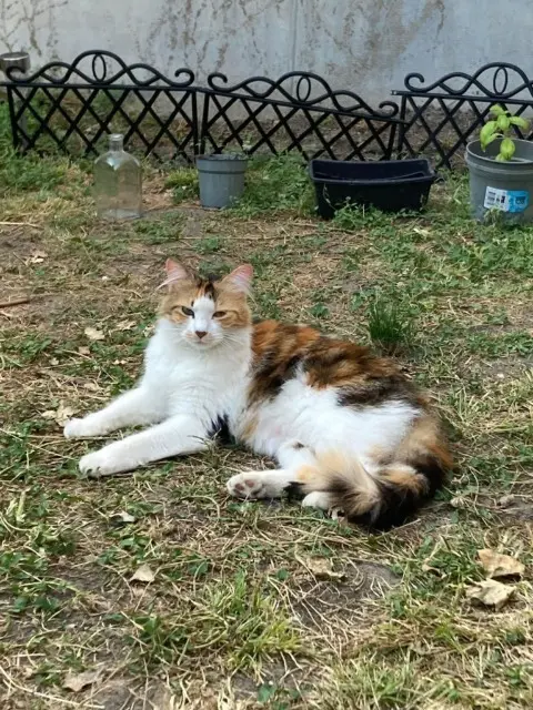 chatte lost   65000 Tarbes Breya