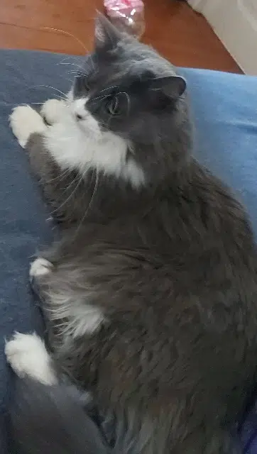 chatte lost   65500 Vic-en-Bigorre Chipie