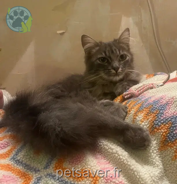 chatte lost   65440 Ancizan Chouette