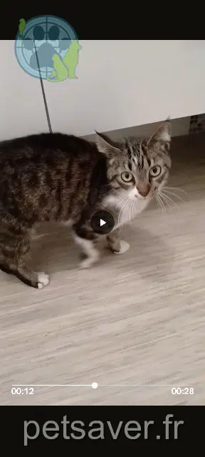 chatte lost 65000 Tarbes Donna