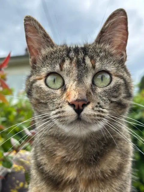 chatte lost   65000 Tarbes Fripouille