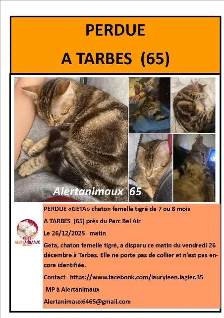 chatte lost   65000 Tarbes Geta