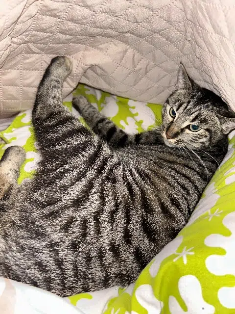 chatte lost   65400 Argelès-Gazost Gribouille