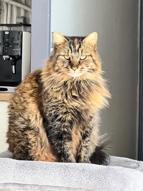 chatte lost   65430 Soues Hylia