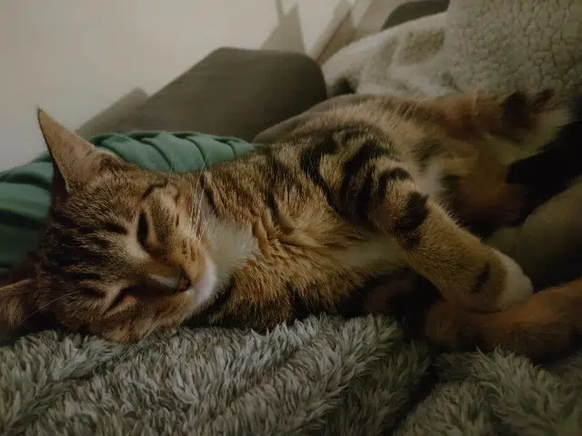 chatte lost   65000 Tarbes Kiraa