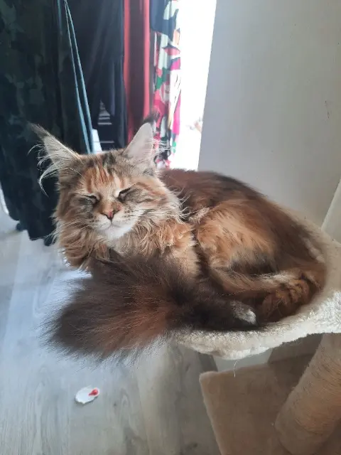 chatte lost   65460 Bours Lili