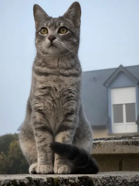 chatte lost   65290 Louey Lola