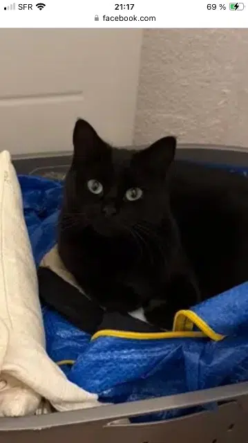 chatte lost   65320 Bordères-sur-l'Échez Mia